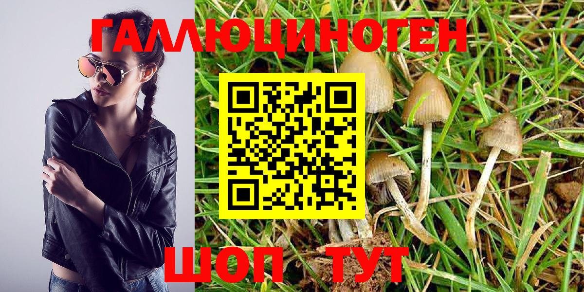 Гурьевск  Псилоцибиновые грибы Magic Shrooms  Вход с VPN  Псилоцибиновые грибы Psilocybe 